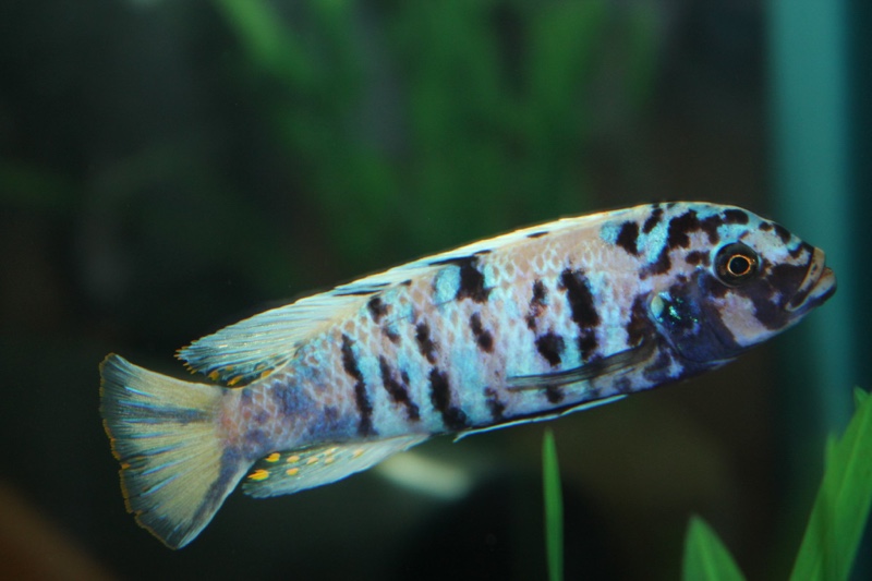 Maylandia tarakiki 'Mbamba Bay'